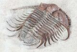 Spiny Cyphaspides Trilobite - Jorf, Morocco #96827-1